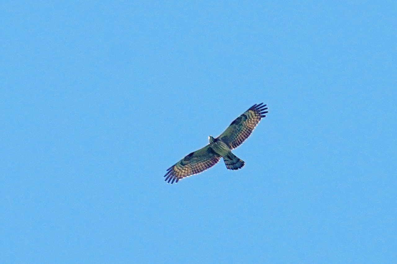 s-DSC03337s