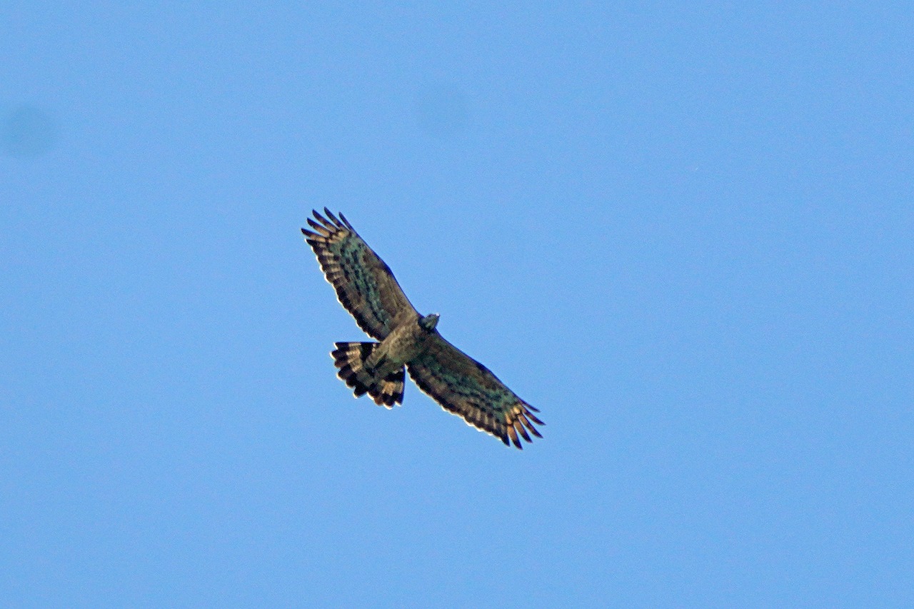 s-DSC04192s