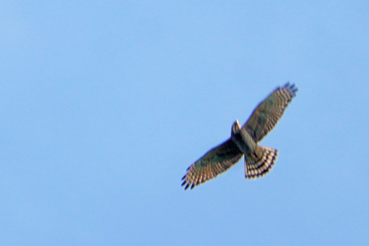 s-DSC08564s