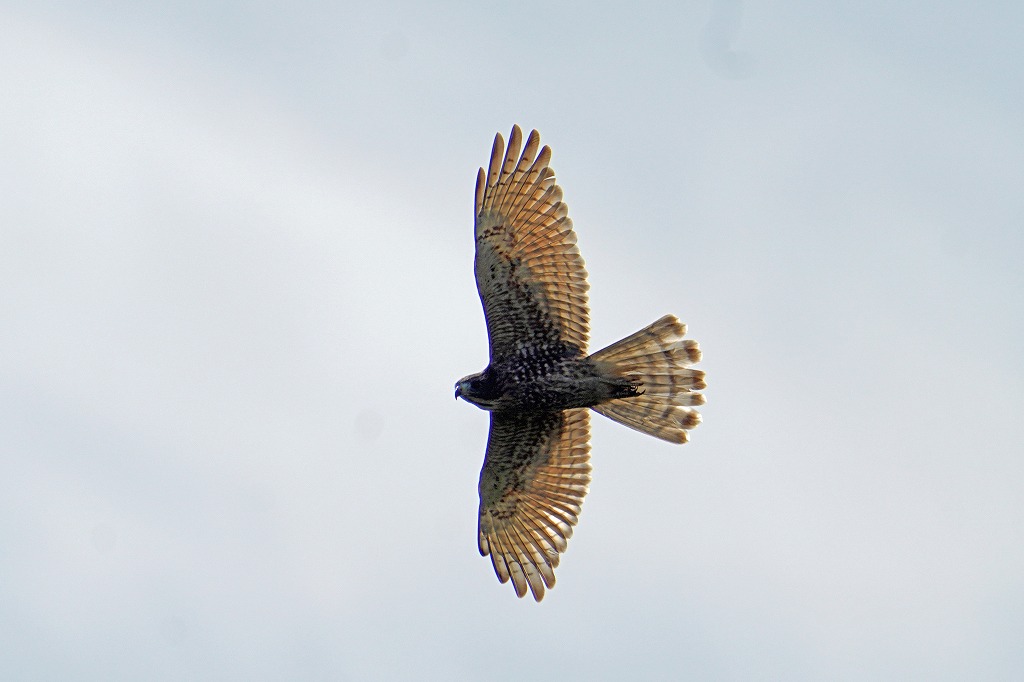 DSC05453s