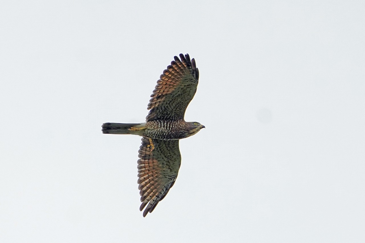 s-DSC04604s