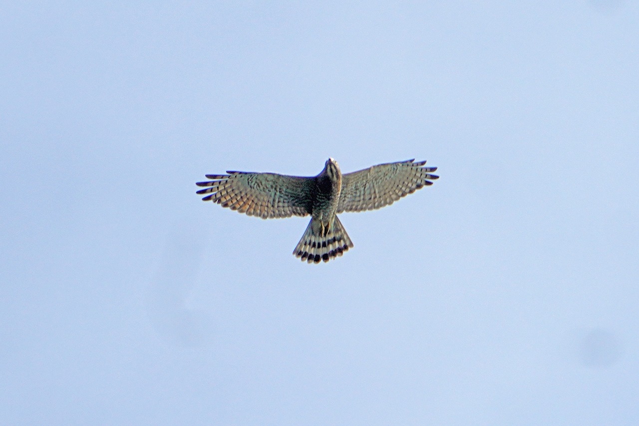 s-DSC08834s
