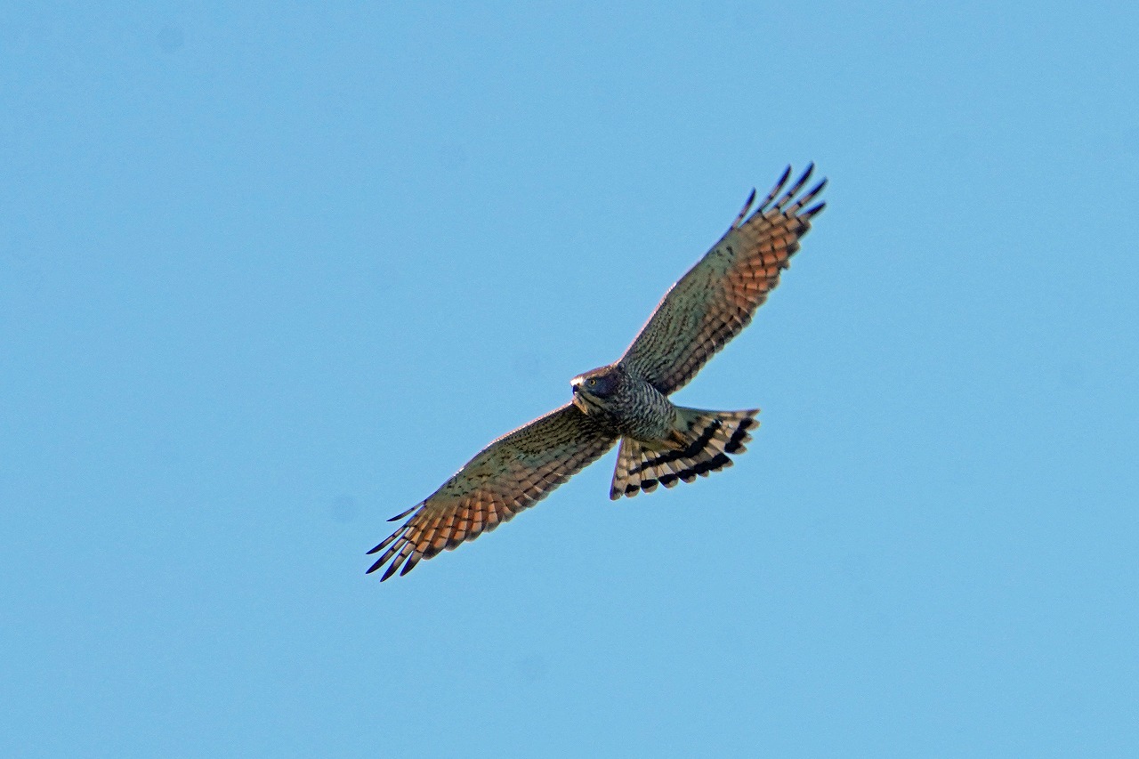 s-DSC04066s