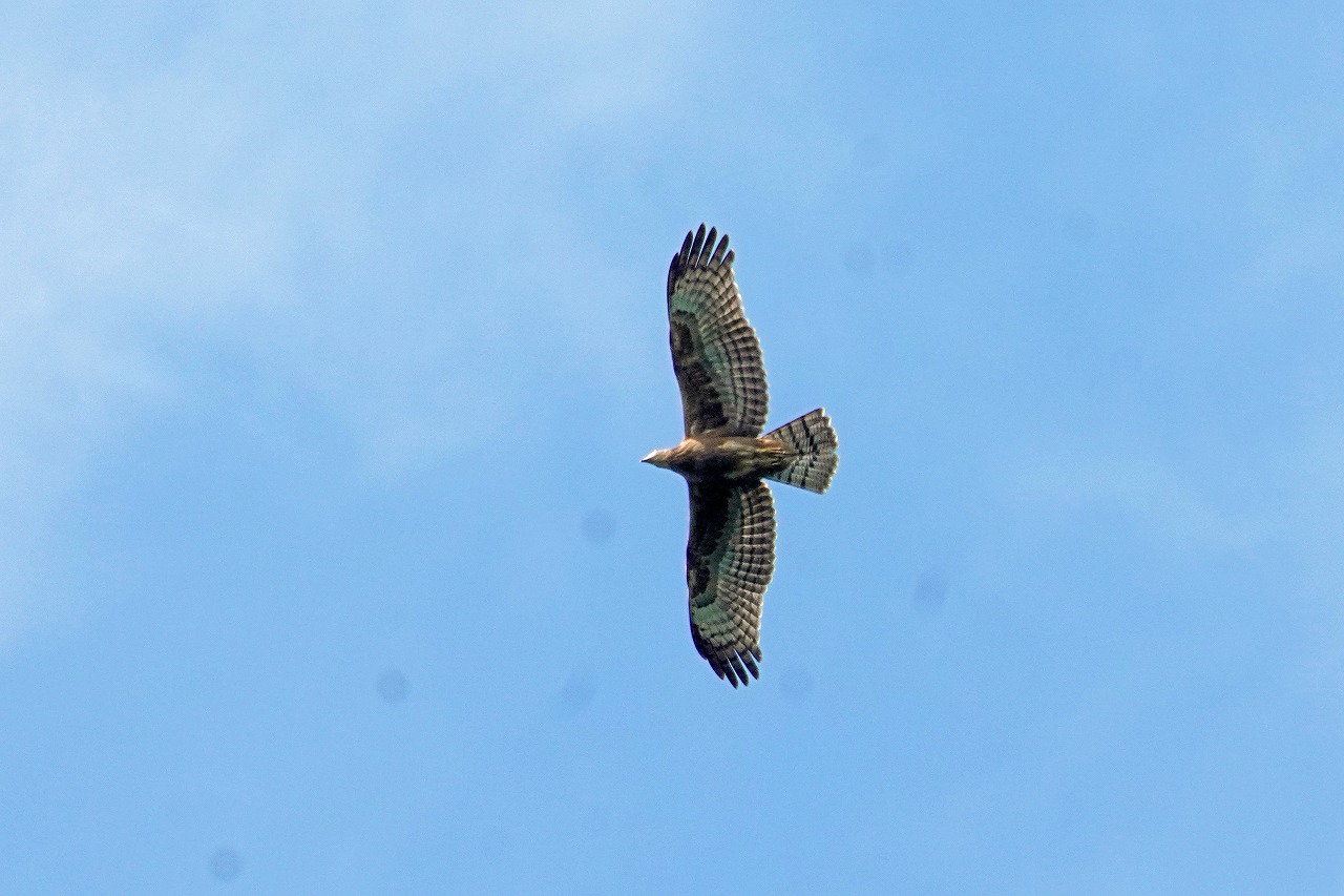 s-DSC03536s