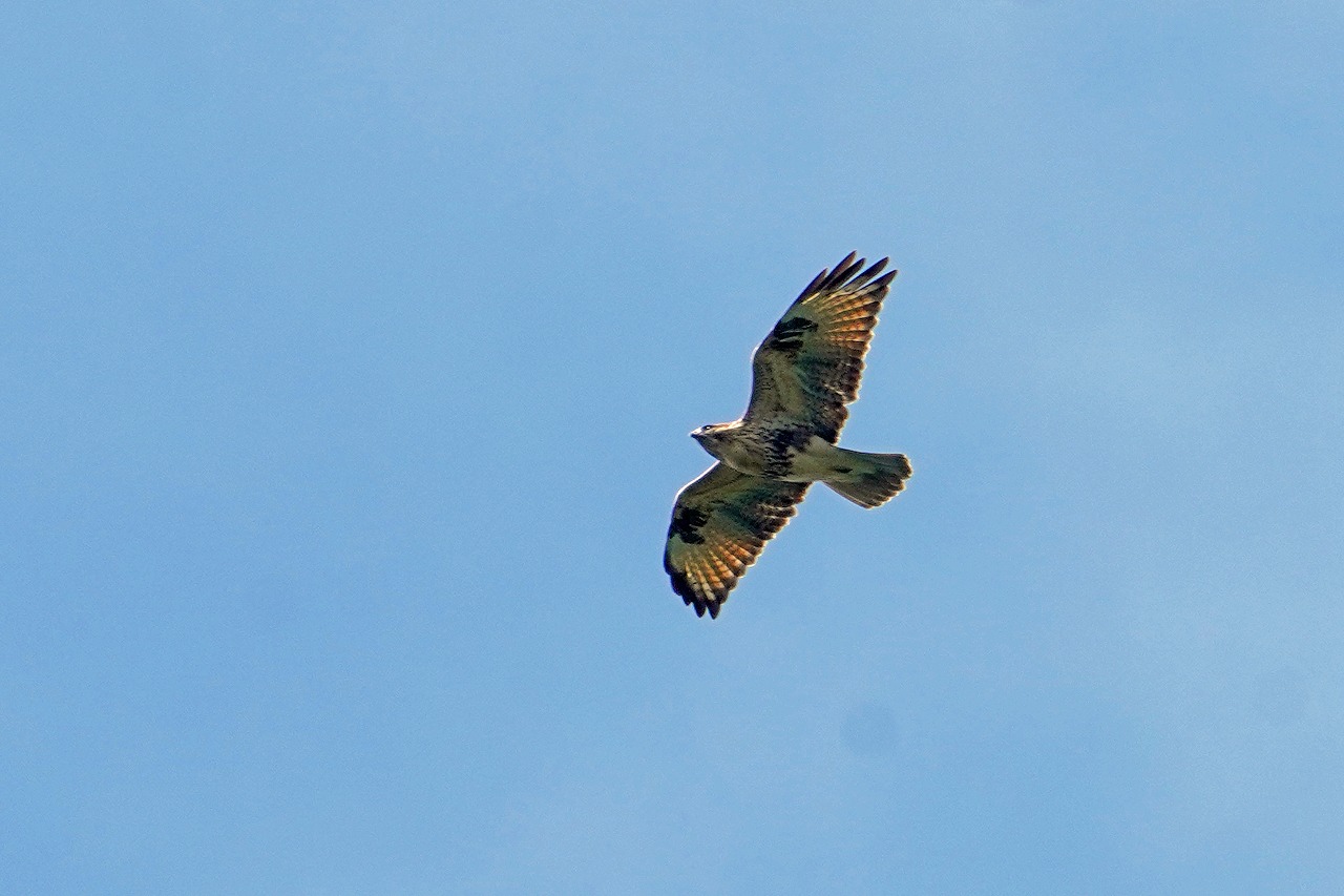 s-DSC04015s