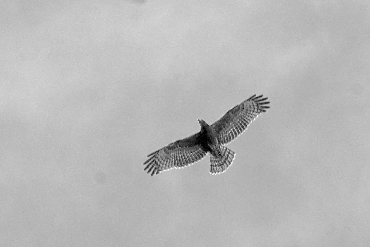 s-DSC03542s