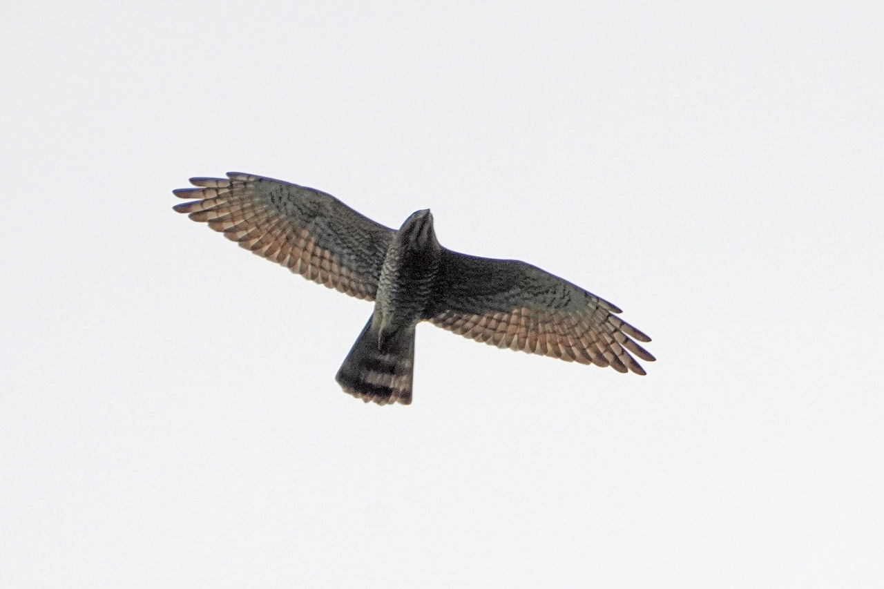 s-DSC02917s