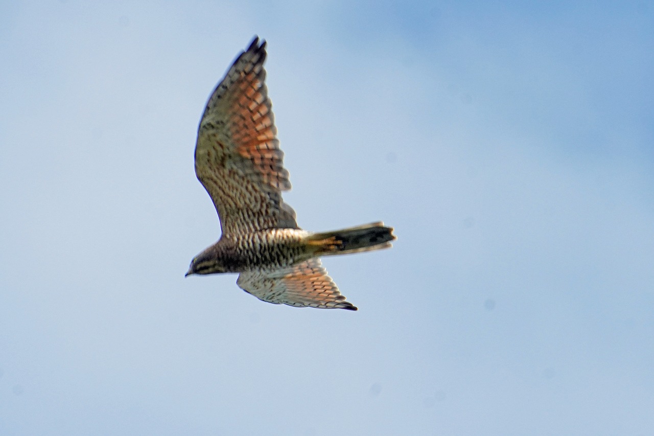 s-DSC03389s
