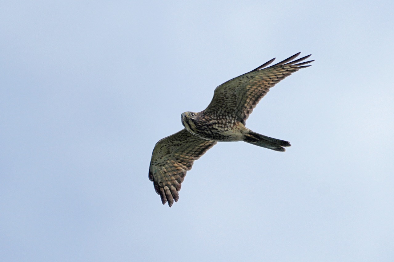 s-DSC05381s