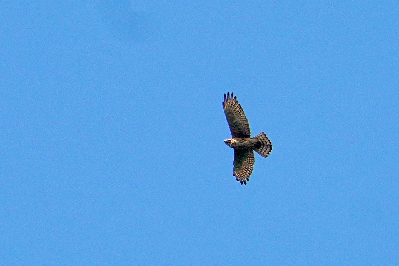 s-DSC04064s