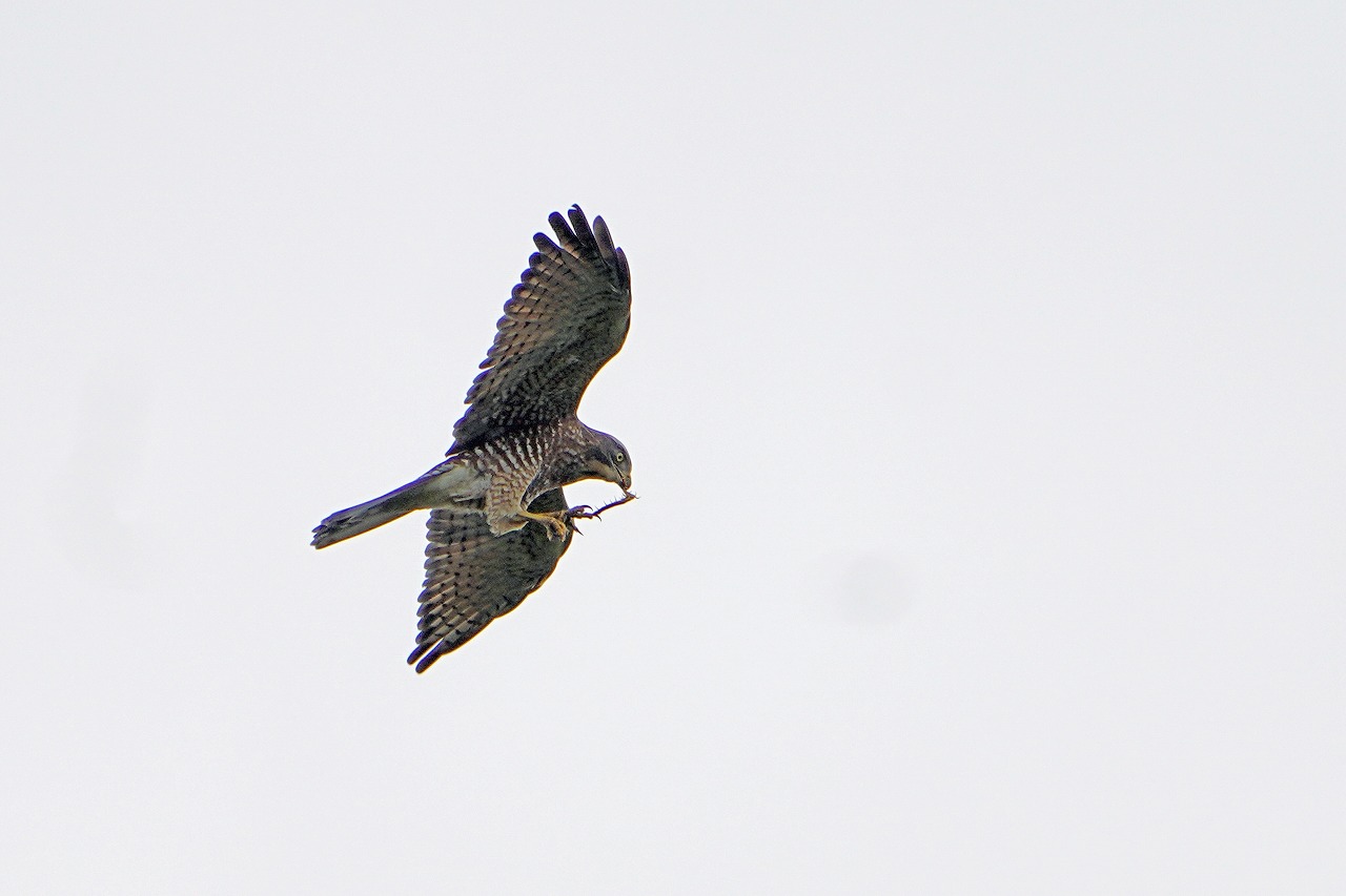 s-DSC04630s