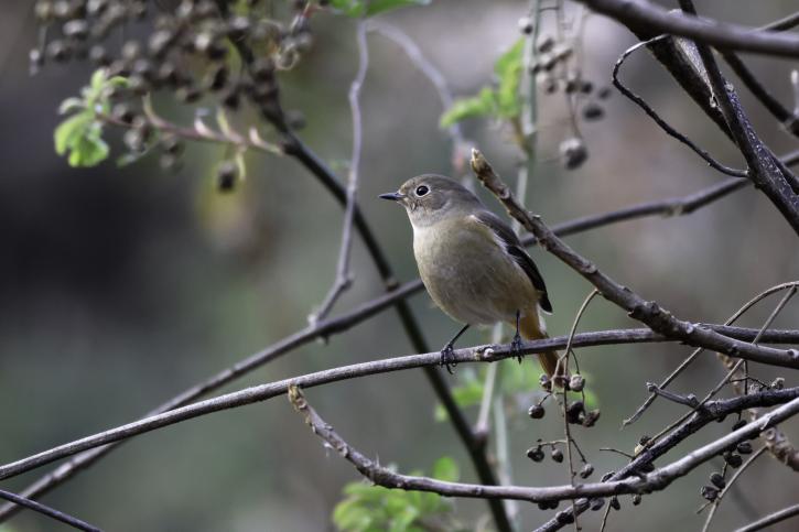244A3921ジョウビタキ♀