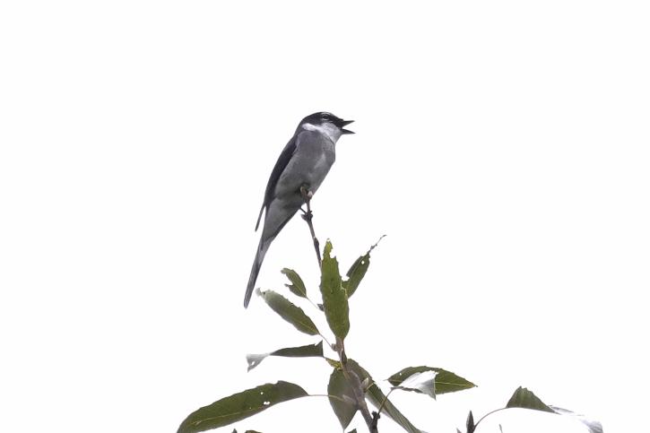 251207リュウキュウサンショウクイ