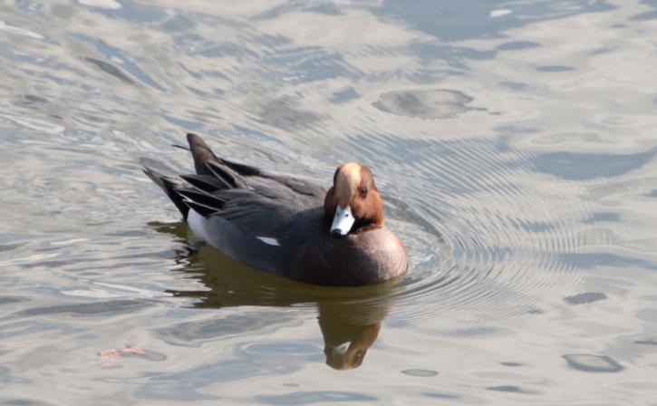 251220ヒドリガモ