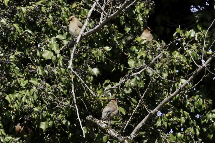 260301ヒレンジャク