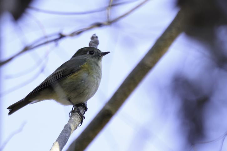 260314ルリビタキ♀