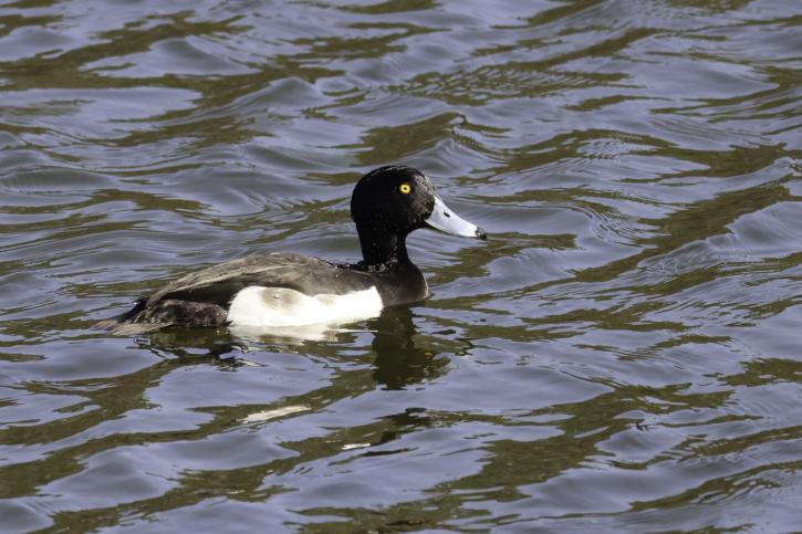 260405キンクロハジロ