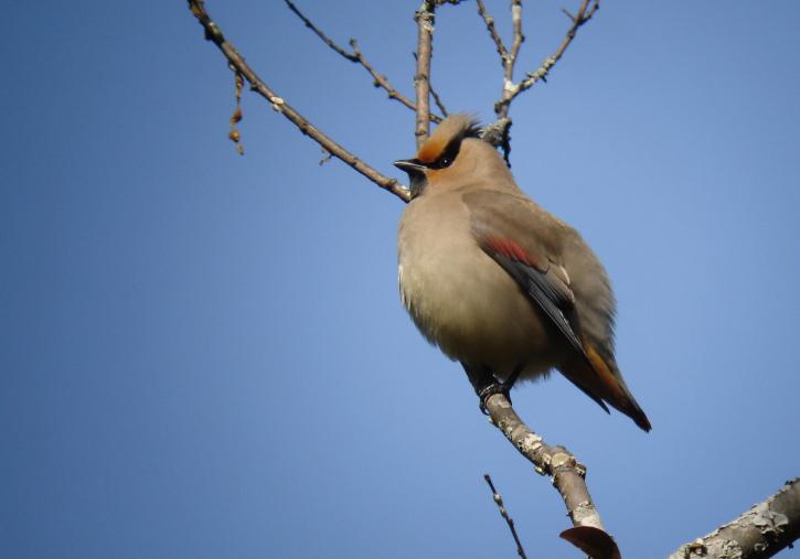 260412ヒレンジャク