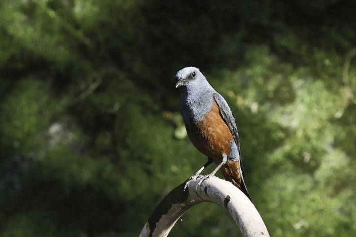 260426イソヒヨドリ