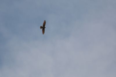 2015031804　ｻｼﾊﾞ　板田町.jpg