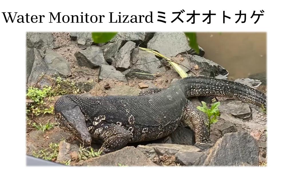 スライド12
